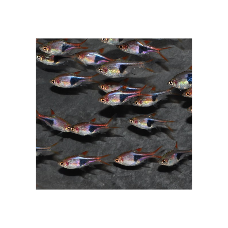 Rasbora heteromorpha (Rasbora arlequin) 2 cm