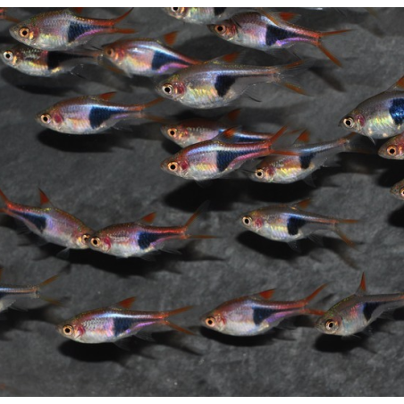Rasbora heteromorpha (Rasbora arlequin) 2 cm