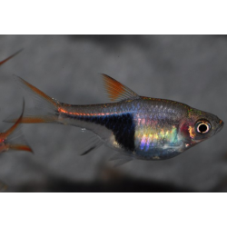 Rasbora heteromorpha (Rasbora arlequin) 2 cm