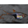 Rasbora heteromorpha (Rasbora arlequin) 2 cm