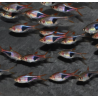 Rasbora heteromorpha (Rasbora arlequin) 2,5 cm