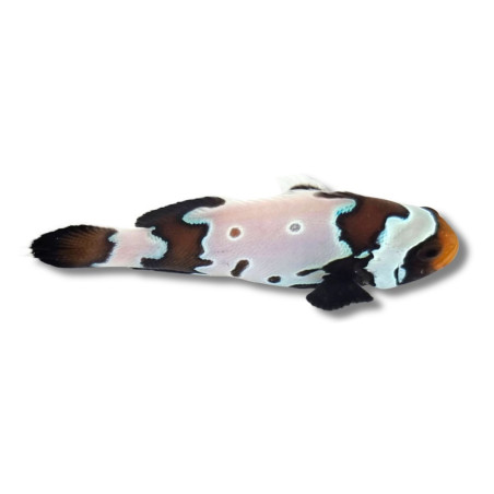 Amphiprion ocellaris Black Bullet Hole - Poisson clown Sélection 3 cm