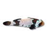 Amphiprion ocellaris Black Bullet Hole - Poisson clown Sélection 3 cm