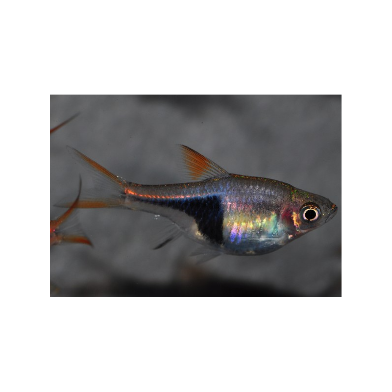 Rasbora heteromorpha (Rasbora arlequin) 3 cm