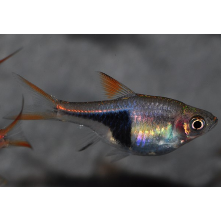 Rasbora heteromorpha (Rasbora arlequin) 3 cm