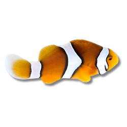 Amphiprion percula - Poisson-Clown Percula 3,5 cm