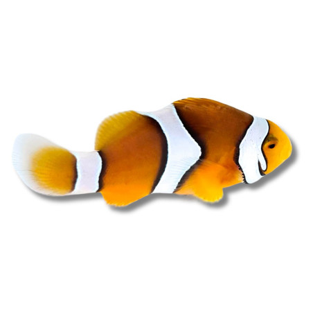 Amphiprion percula - Poisson-Clown Percula 3,5 cm