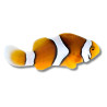 Amphiprion percula - Poisson-Clown Percula 3,5 cm
