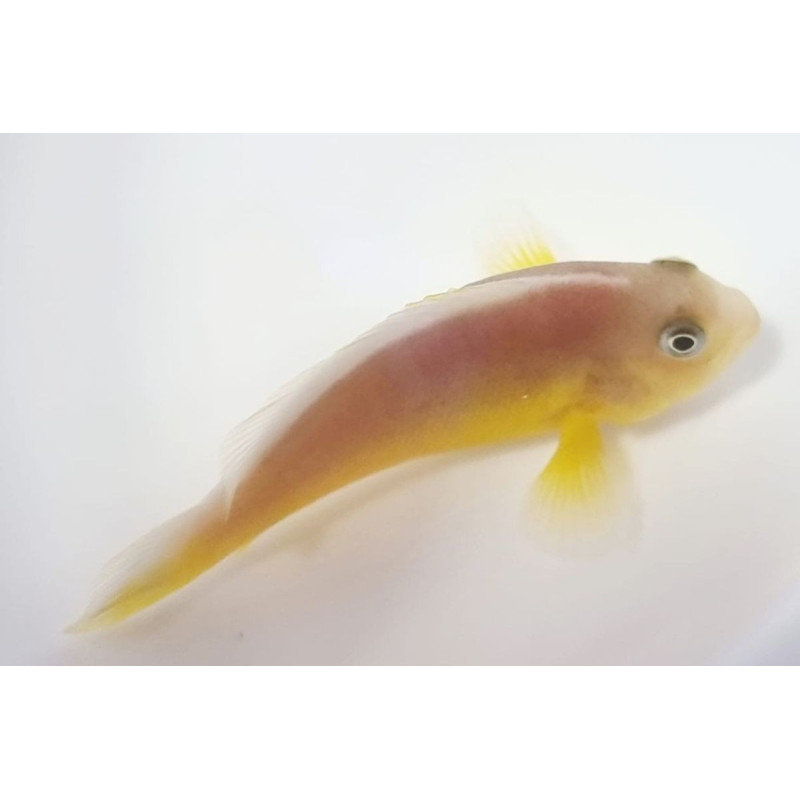 Amphiprion akallopisos - Poisson-Clown à Bande Fine 2 cm (Compatibl... Amphiprion akallopisos - Poisson-Clown à Bande Fine 2 cm (Compatibl...