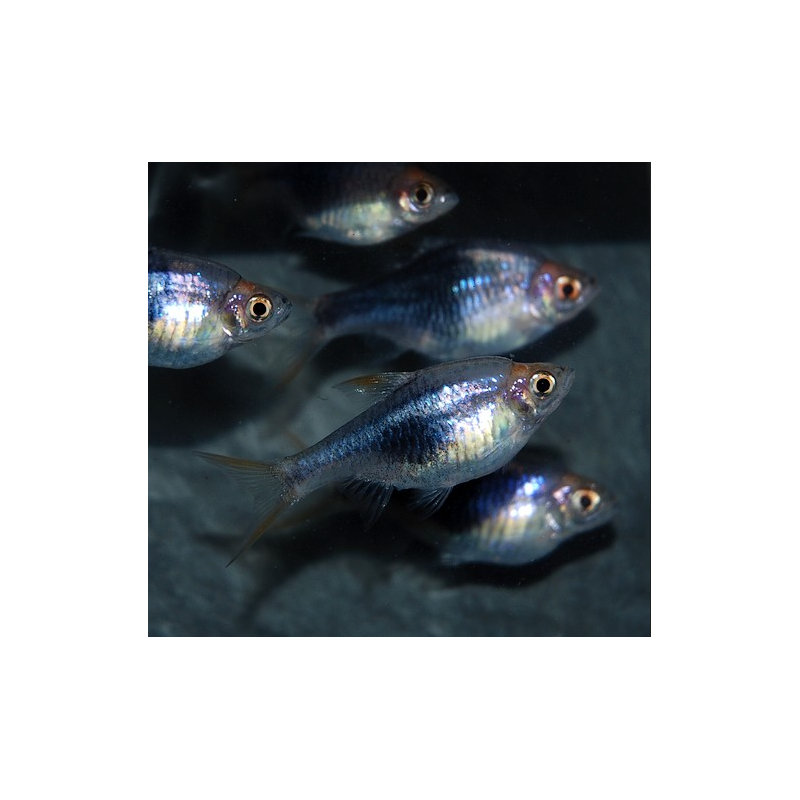 Rasbora heteromorpha (Rasbora arlequin) bleu nuit (noir) 2 cm