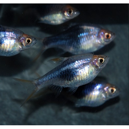 Rasbora heteromorpha (Rasbora arlequin) bleu nuit (noir) 2 cm