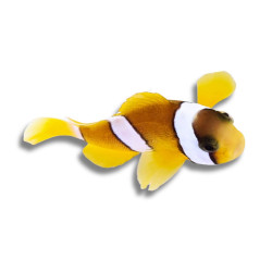 Amphiprion clarkii - Poisson-Clown de Clark 2,5 cm