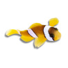 Amphiprion clarkii - Poisson-Clown de Clark 3 cm