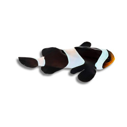 Amphiprion darwini - Poisson-Clown Noir 5-5,5 cm