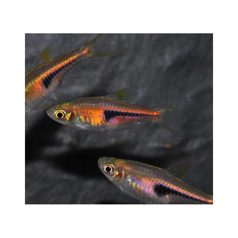 Trigonostigma espei (Rasbora espei) 1,5 cm