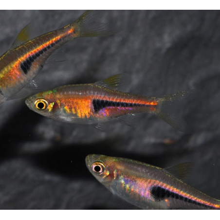 Trigonostigma espei (Rasbora espei) 1,5 cm