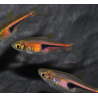 Trigonostigma espei (Rasbora espei) 1,5 cm