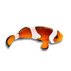 Amphiprion ocellaris - Poisson-Clown Ocellaris 4-4,5 cm