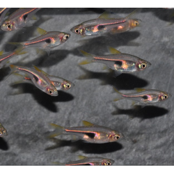 Trigonostigma hengeli (Rasbora hengeli) 2 cm