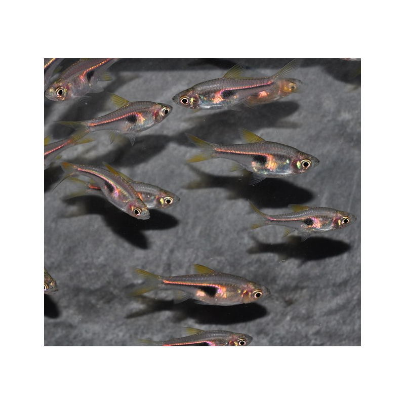 Trigonostigma hengeli (Rasbora hengeli) 2 cm