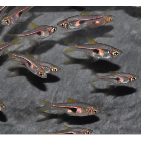 Trigonostigma hengeli (Rasbora hengeli) 2 cm