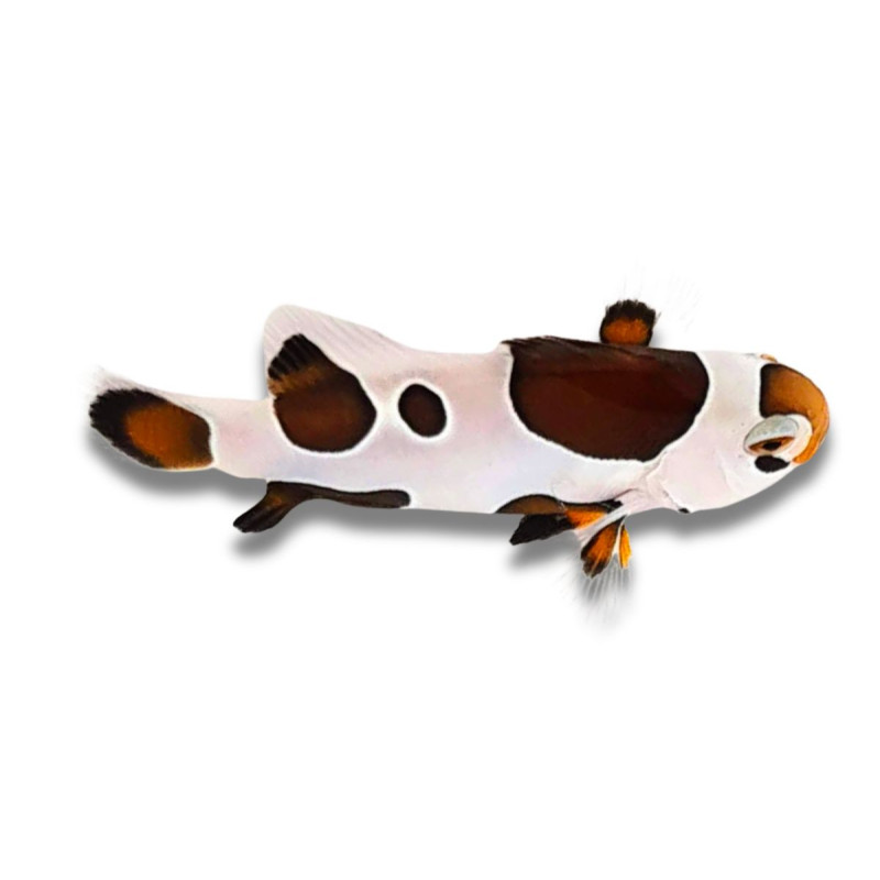 Amphiprion ocellaris Mocha Storm - Poisson Clown de Sélection 3 cm Amphiprion ocellaris Mocha Storm - Poisson Clown de Sélection 3 cm