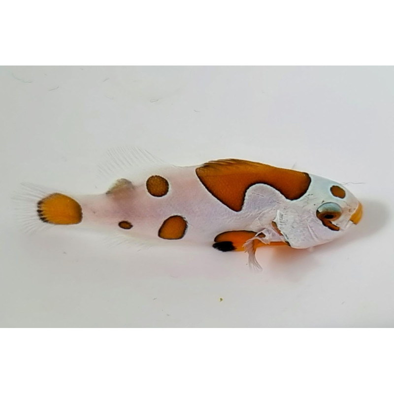 Amphiprion ocellaris Orange Storm - Poisson Clown de Sélection 3 cm Amphiprion ocellaris Orange Storm - Poisson Clown de Sélection 3 cm