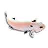 Amphiprion ocellaris Platinium Storm - Poisson Clown de Sélection 3 cm