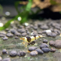 Crevette Black Crystal – Caridina cf. cantonensis noire et blanche