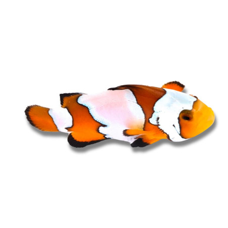 Amphiprion ocellaris Snowflake - Poisson Clown de Sélection 3 cm