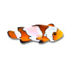 Amphiprion ocellaris Snowflake - Poisson Clown de Sélection 3 cm