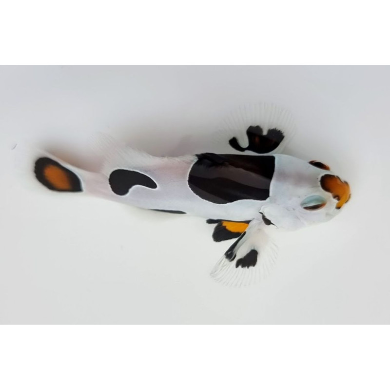 Amphiprion ocellaris Tricolore Storm - Poisson Clown de Sélection 3 cm