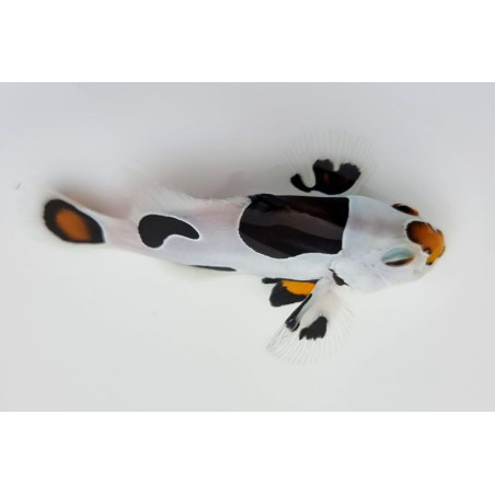 Amphiprion ocellaris Tricolore Storm - Poisson Clown de Sélection 3 cm