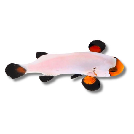 Amphiprion ocellaris White - Poisson Clown de Sélection 3 cm