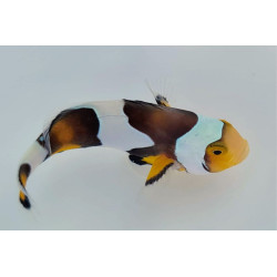 Amphiprion percula Onyx - Poisson Clown Percula 3 cm