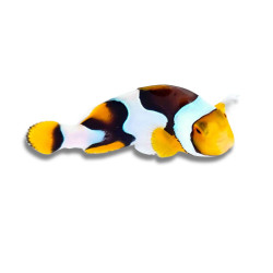 Amphiprion percula Picasso - Poisson Clown percula 3 cm
