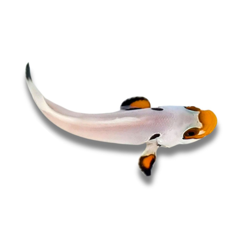 Amphiprion percula Platinum - Poisson Clown percula 3 cm