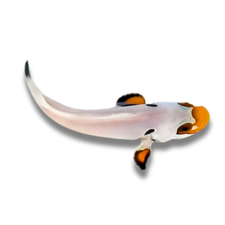 Amphiprion percula Platinum - Poisson Clown percula 3 cm
