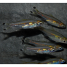 Rasbora trilineata (Poisson ciseaux) 5-5,5 cm (s)