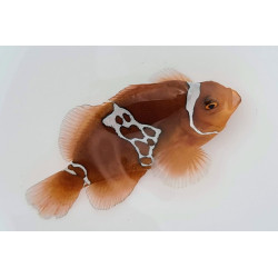 Premnas biaculeatus Lighting - Poisson Clown 3,5 cm