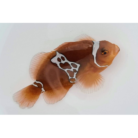 Premnas biaculeatus Lighting - Poisson Clown 3,5 cm