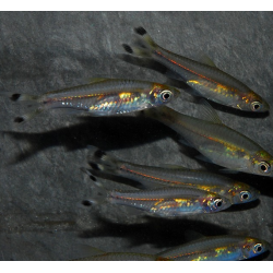 Rasbora trilineata (Poisson ciseaux) 4-4,5 cm (s)