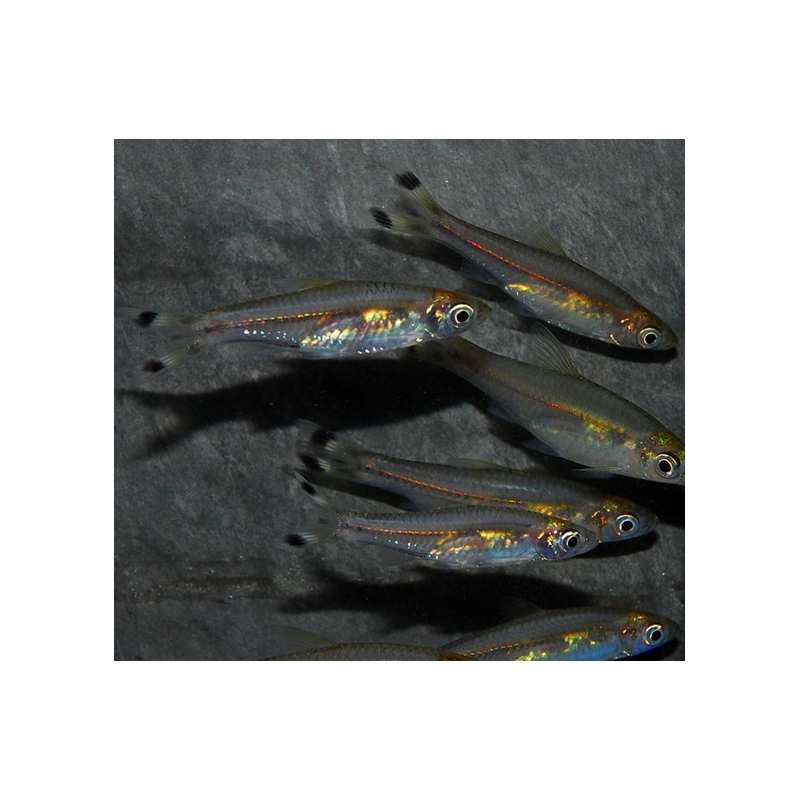 Rasbora trilineata (Poisson ciseaux) 4-4,5 cm (s)