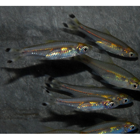 Rasbora trilineata (Poisson ciseaux) 4-4,5 cm (s)