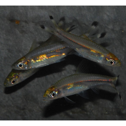 Rasbora trilineata (Poisson ciseaux) 4-4,5 cm (s)