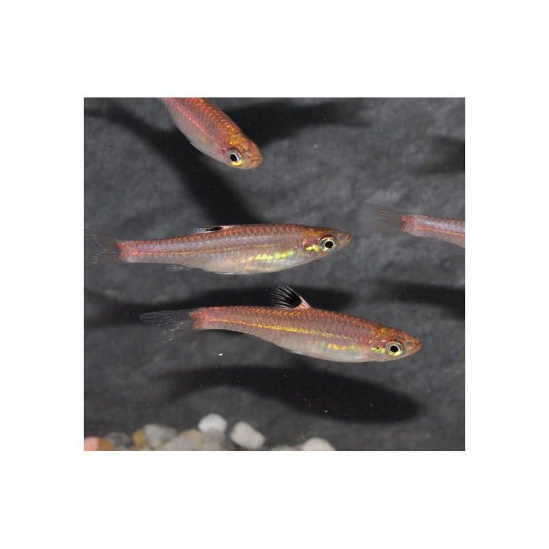 Rasbora dorsiocellata (Rasbora à ocelle) 2,5 cm