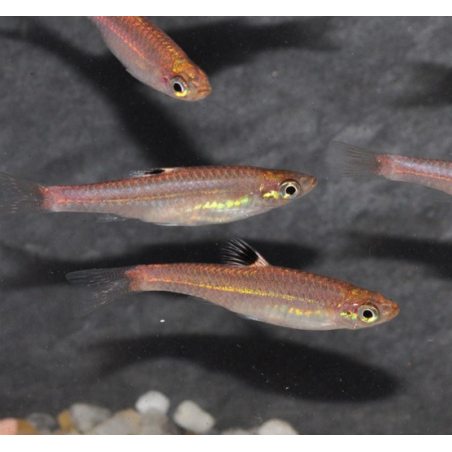 Rasbora dorsiocellata (Rasbora à ocelle) 2,5 cm