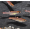Rasbora dorsiocellata (Rasbora à ocelle) 2,5 cm