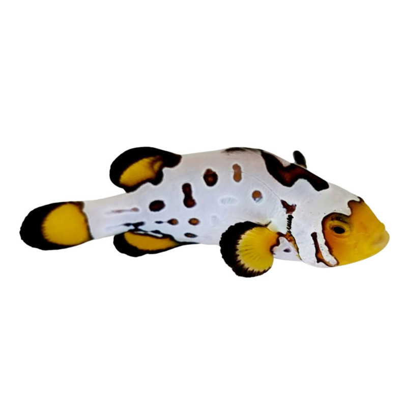 Amphiprion ocellaris Snowflake Bullet Hole Extrême - Poisson Clown ...