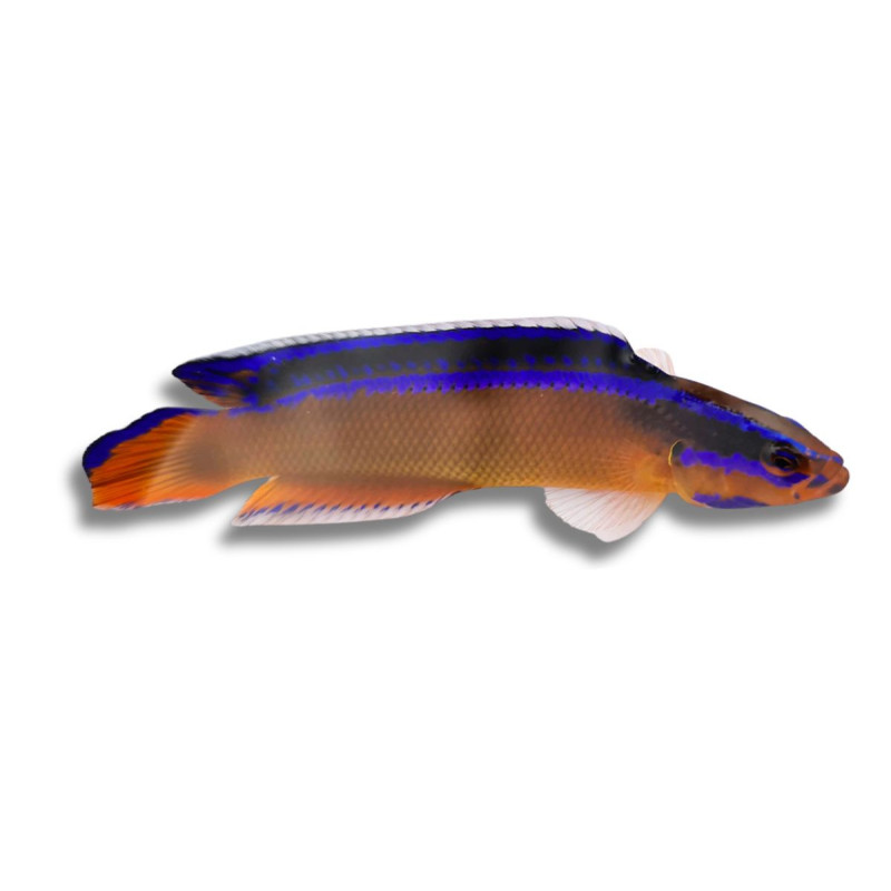 Pseudochromis aldabrensis 3,5 cm